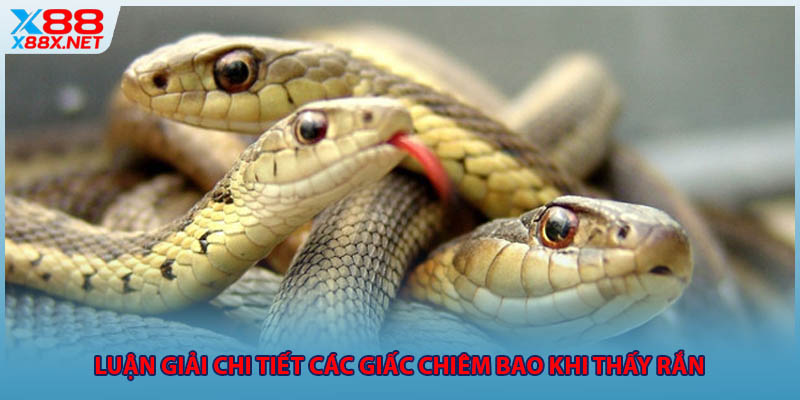 Luận giải chi tiết các giấc chiêm bao khi thấy rắn